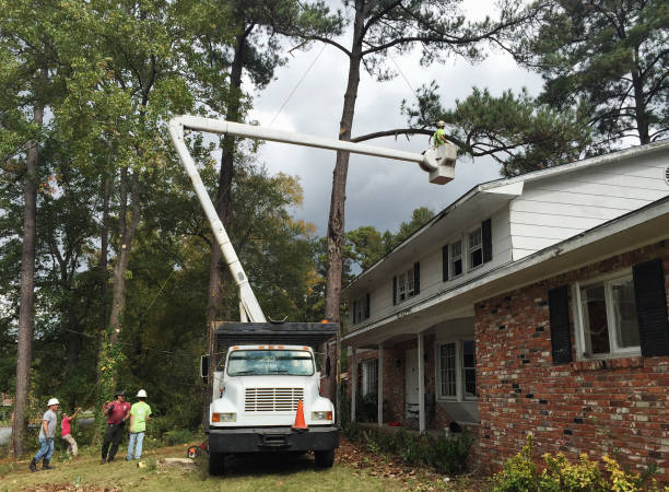 How Our Tree Care Process Works  in  Platte City, MO