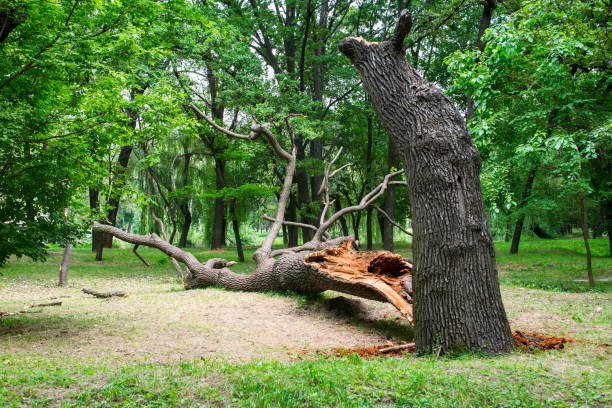 Platte City, MO Tree Care Company