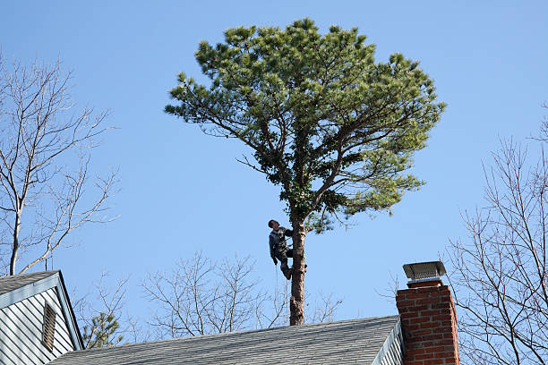 Best Tree Maintenance Programs  in Platte City, MO