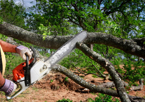 Best Hazardous Tree Removal  in Platte City, MO